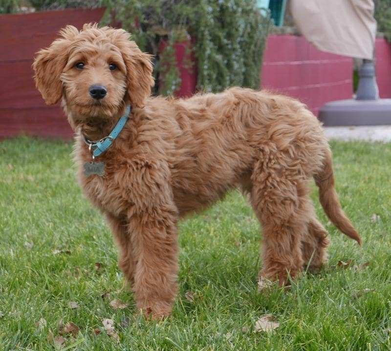 Toy Goldendoodle Images